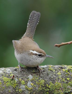 Bewick's Wren (Thryomanes bewickii) photo