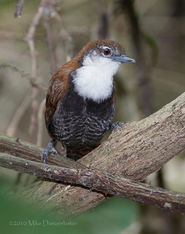 Black-bellied Wren (Thryothorus fasciatoventris) photo