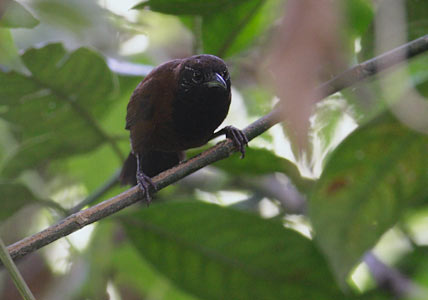Black-throated Wren (Thryothorus atrogularis) photo