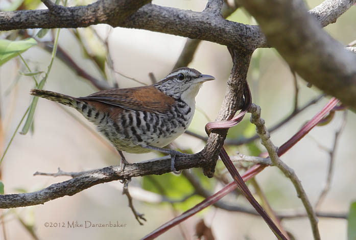 Banded Wren (Thryophilus pleurostictus) photo
