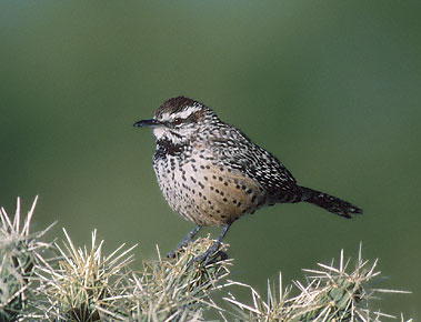 Cactus Wren (Campylorhynchus brunneicapillus) photo image