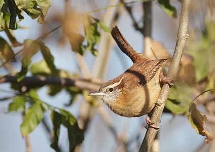 Carolina Wren (Thryothorus ludovicianus) photo