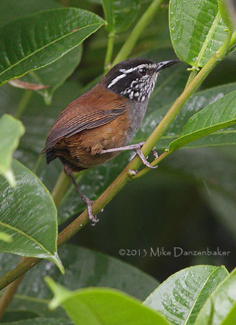 Gray-breasted Wood Wren (Henicorhina leucophrys) photo