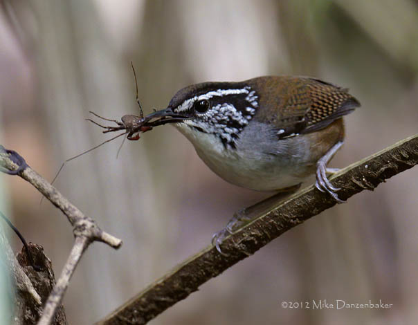 Gray-breasted Wood Wren (Henicorhina leucophrys) photo