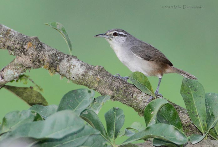 Plain Wren (Thryothorus modestus) photo