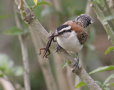 Rufous-naped Wren (Campylorhynchus rufinucha) photo