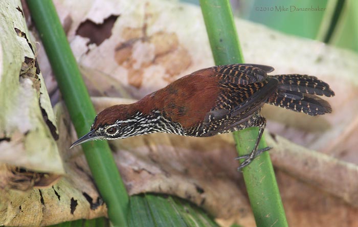 Riverside Wren (Thryothorus semibadius) photo