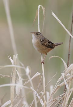 Sedge Wren (Cistothorus platensis) photo