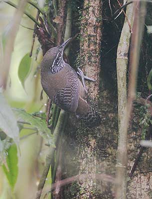 Stripe-breasted Wren (Thryothorus thoracicus) photo