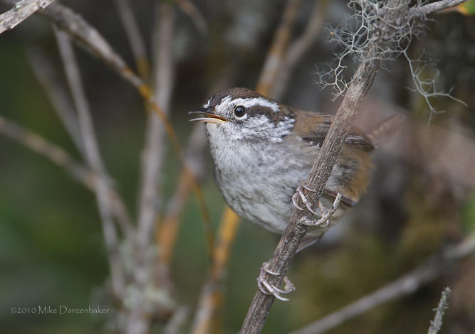 Timberline Wren (Thryorchilus browni) photo