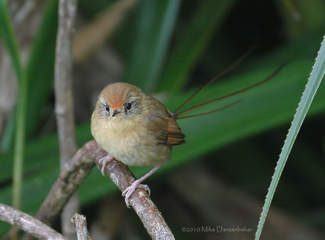 Des Murs's Wiretail (Sylviorthorhynchus desmursii) photo