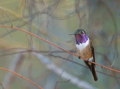 Bahama Woodstar (Calliphlox evelynae) photo image