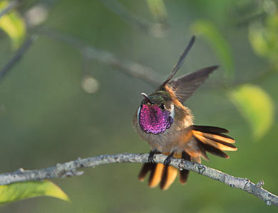 Bahama Woodstar (Calliphlox evelynae) photo image