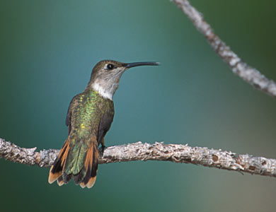 Bahama Woodstar (Calliphlox evelynae) photo image