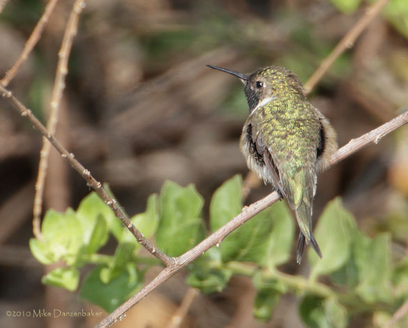Chilean Woodstar (Eulidia yarrellii) photo