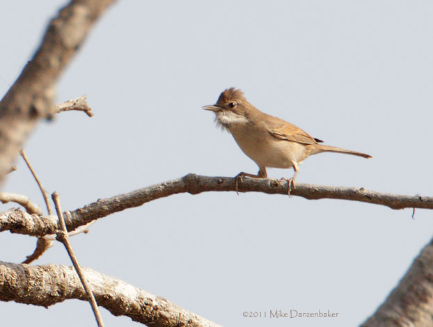 Common Whitethroat (Sylvia communis) photo