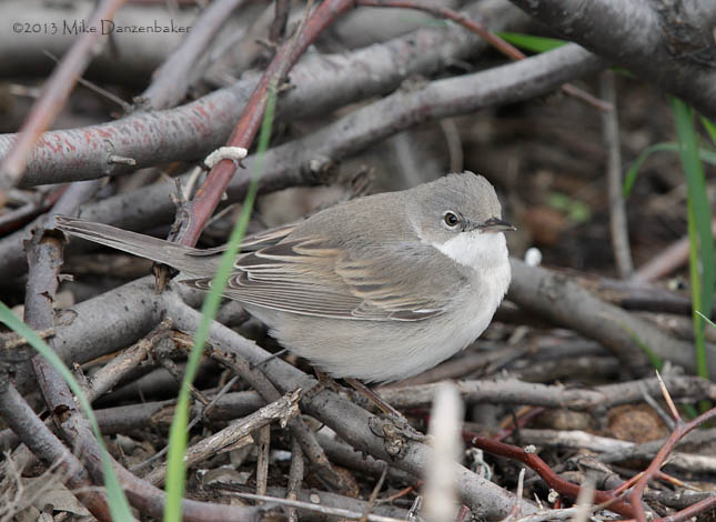 Common Whitethroat (Sylvia communis) photo
