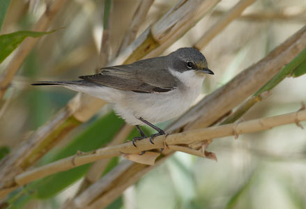 Lesser Whitethroat (Sylvia curruca) photo
