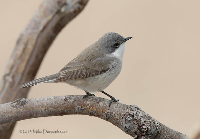 Lesser Whitethroat (Sylvia curruca) photo