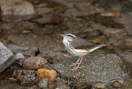 Louisiana Waterthrush (Parkesia motacilla) photo image