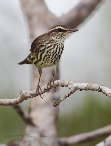 Northern Waterthrush (Seiurus noveboracensis) photo