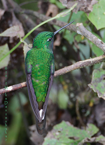 Rufous-vented Whitetip (Urosticte ruficrissa) photo