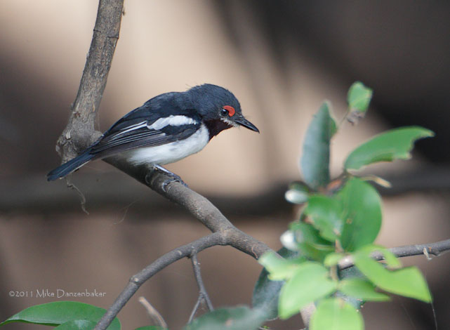 Brown-throated Wattle-eye (Platysteira cyanea) photo
