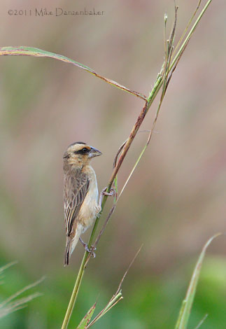 Compact Weaver (Ploceus superciliosus) photo