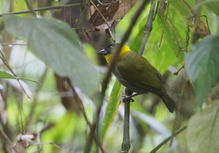 Nelicourvi Weaver (Ploceus nelicourvi) photo