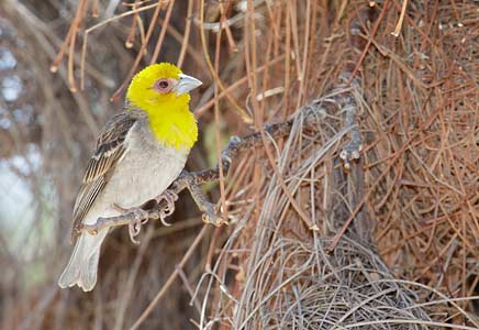 Sakalava Weaver (Ploceus sakalava) photo