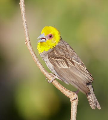 Sakalava Weaver (Ploceus sakalava) photo