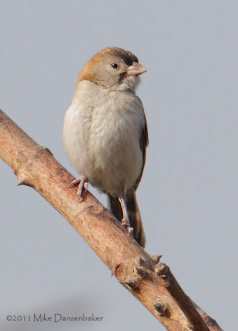 Speckle-fronted Weaver (Sporopipes frontalis) photo