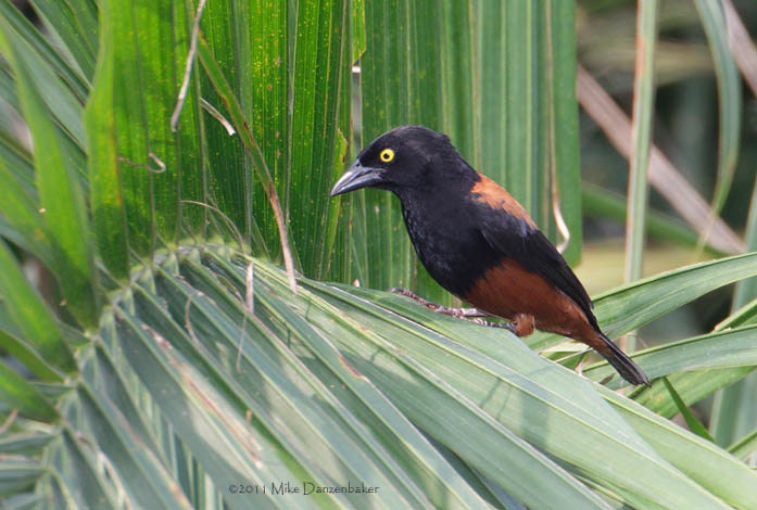 Vieillot's Black Weaver (Ploceus nigerrimus) photo