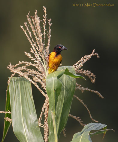 Village Weaver (Ploceus cucullatus) photo