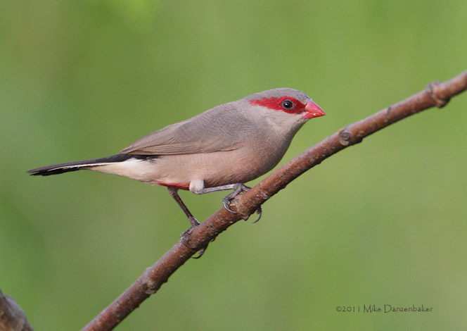 Black-rumped Waxbill (Estrilda troglodytes) photo