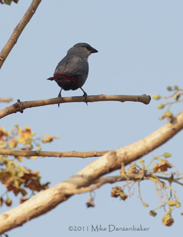 Lavender Waxbill (Estrilda caerulescens) photo