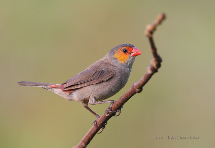 Orange-cheeked Waxbill (Estrilda melpoda) photo