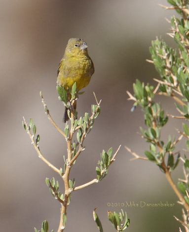 Greenish Yellow Finch (Sicalis olivascens) photo
