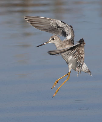Greater Yellowlegs (Tringa melanoleuca) photo