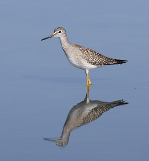 Lesser Yellowlegs (Tringa flavipes) photo