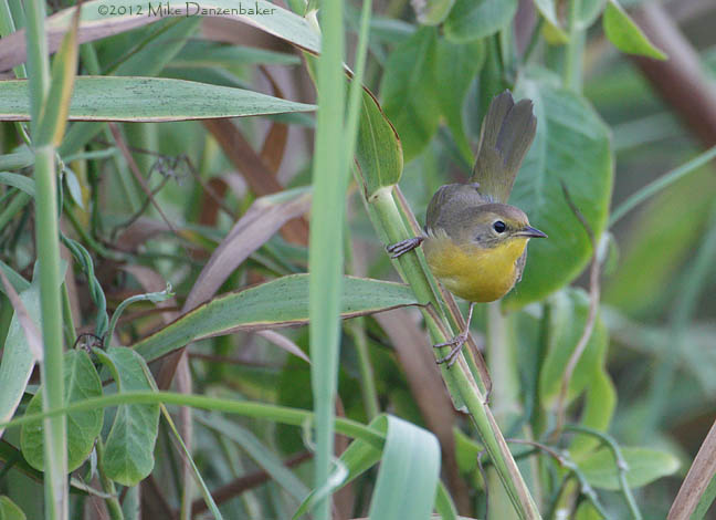 Belding's Yellowthroat (Geothlypis beldingi) photo