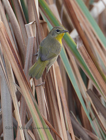 Belding's Yellowthroat (Geothlypis beldingi) photo