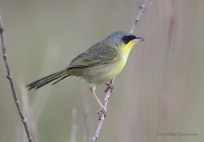Gray-crowned Yellowthroat (Geothlypis poliocephala) photo