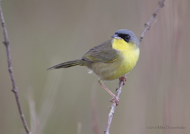 Gray-crowned Yellowthroat (Geothlypis poliocephala) photo