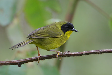 Olive-crowned Yellowthroat (Geothlypis semiflava) photo