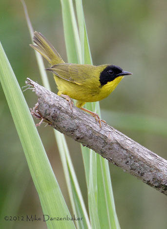 Olive-crowned Yellowthroat (Geothlypis semiflava) photo