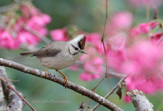 Taiwan Yuhina (Yuhina brunneiceps) photo