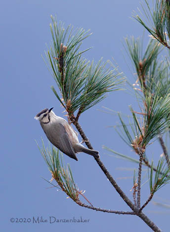 Taiwan Yuhina (Yuhina brunneiceps) photo