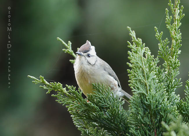 Taiwan Yuhina (Yuhina brunneiceps) photo