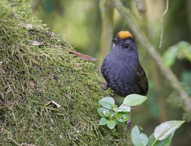 Zeledonia (Wrenthrush) (Zeledonia coronata) photo